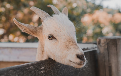 Трое жителей Мордовии украли у старушки козу, чтобы продать мясо и купить выпить