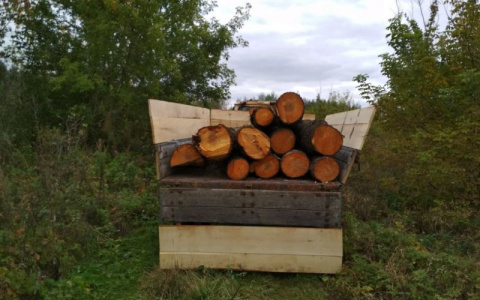 В Мордовии задержали бондаря, который незаконно вырубил 4 ольхи