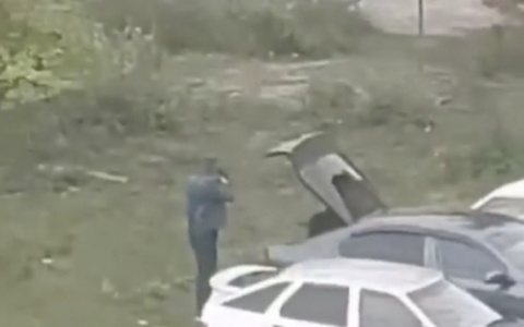 «Они царапали машину»: Мужчина рассказал, зачем стрелял в кошек на глазах детей в Мордовии