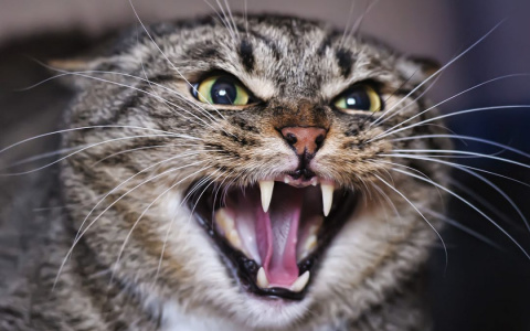 В Мордовии с начала года 1077 человек пострадали от нападения животных