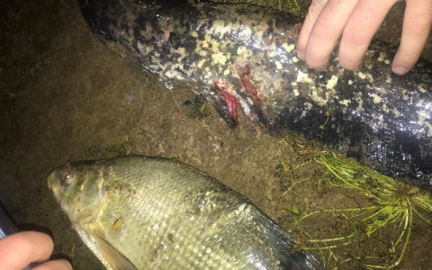 В Мордовии мужчина, ловивший рыбу вилами, стал фигурантом уголовного дела