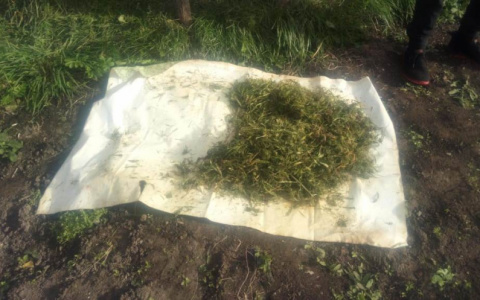 Житель Мордовии прятал на чердаке более 300 граммов марихуаны
