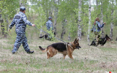 Поиски супругов из Мордовии, которые ушли в лес за грибами и пропали, завершены