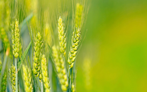 «Золотая осень»: Россельхозбанк назвал главные тренды рынка зерна