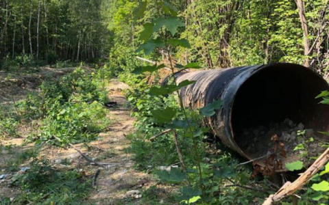 Житель Сочи незаконно нарубил в Мордовии деревьев на 4,7 миллиона рублей