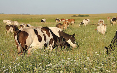 В Мордовии подросток получил травмы во время выпаса скота: в дело вмешалась прокуратура