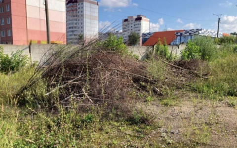 В Саранске мужчина незаконно вырубил зеленые насаждения на 1,5 млн рублей