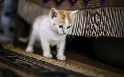 Житель Саранска безжалостно выбросил котенка из окна седьмого этажа