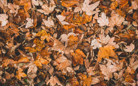 Синоптики рассказали, какая погода ожидается в Мордовии первого ноября