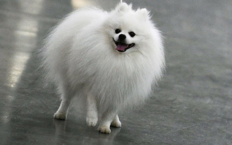 Жительница Мордовии потеряла 17 тысяч рублей при покупке собаки в Интернете