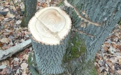 Житель Ардатовского района стал фигурантом уголовного дела о незаконной вырубке