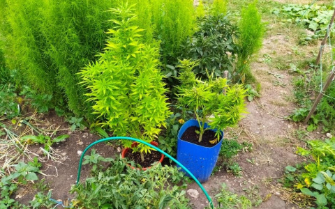 Жителю Лямбирского района назначили 3 года условно за хранение конопли