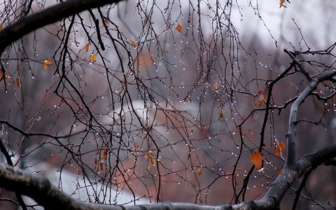 Синоптик рассказал о погодных аномалиях в европейской части России