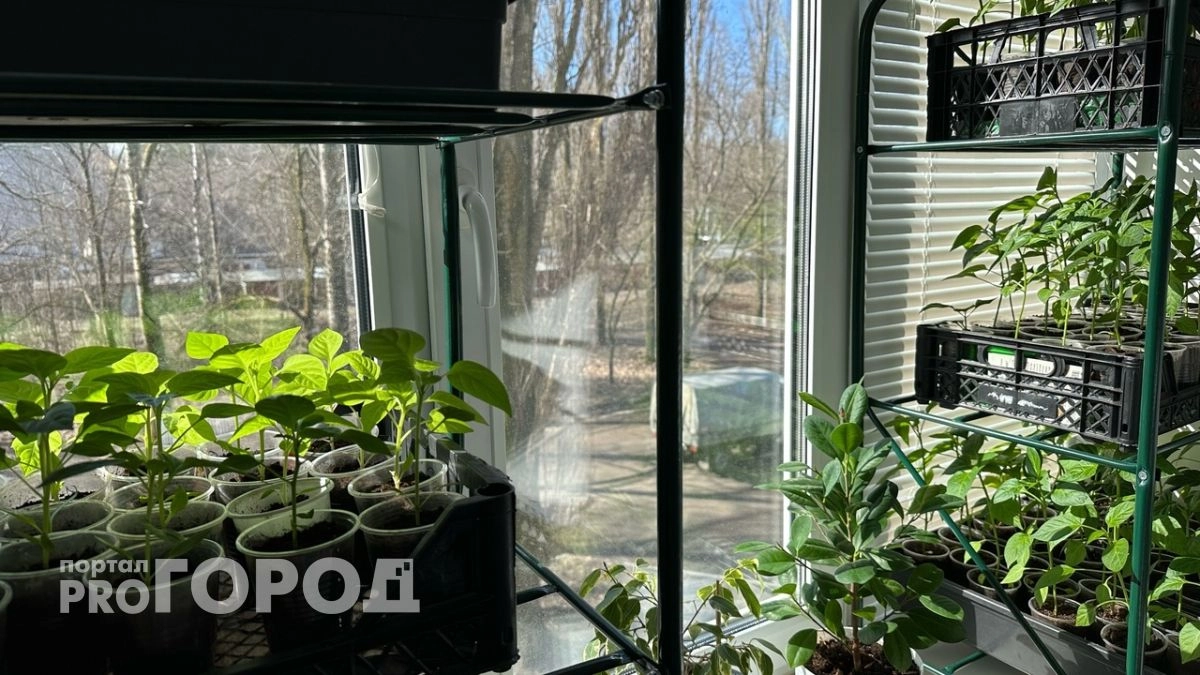 Не сорт, а сказка: ранний огурец-работяга выдает плоды пучками день и ночь - особенно хороши в свежем виде