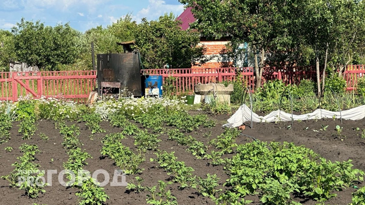 Эта хитрость с клубнем увеличит урожай картошки в 2 раза: обмакните — и в лунку