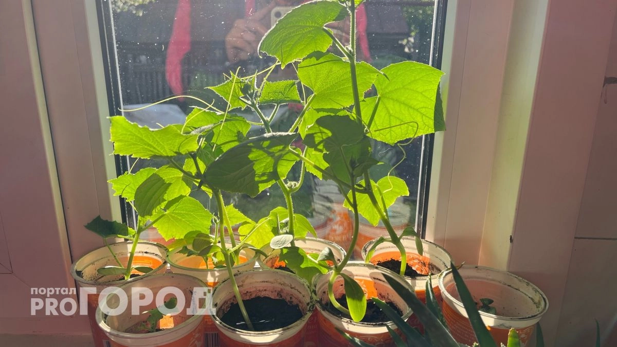 С пяти кустов — огурцов на всю родню: метод посадки с бутылками и яичной скорлупой удивит и бывалых