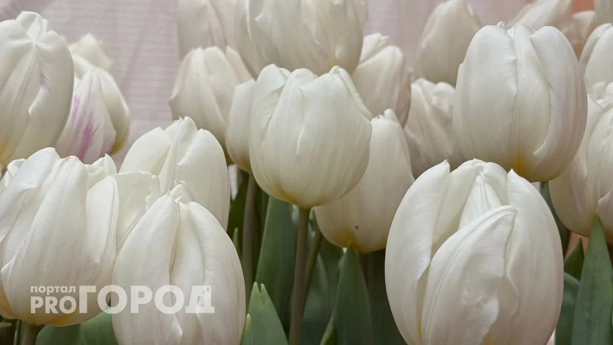 В Саранске активисты раздавали женщинам красные розы перед 8 Марта