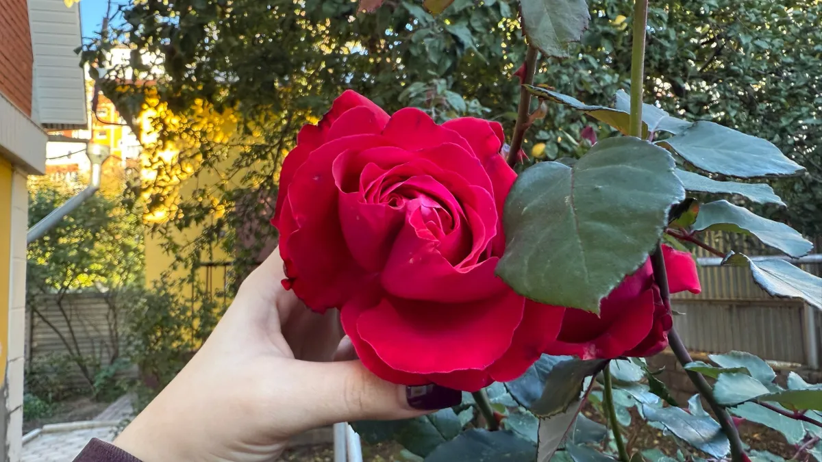 В Мордовии ГК «Мир цветов» вырастила 29 миллионов роз