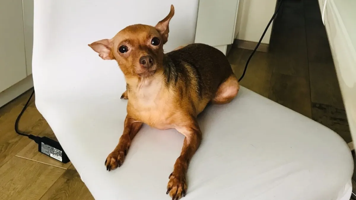 Жителям Мордовии рассказали, когда будет проходить акция «День льготной стерилизации»