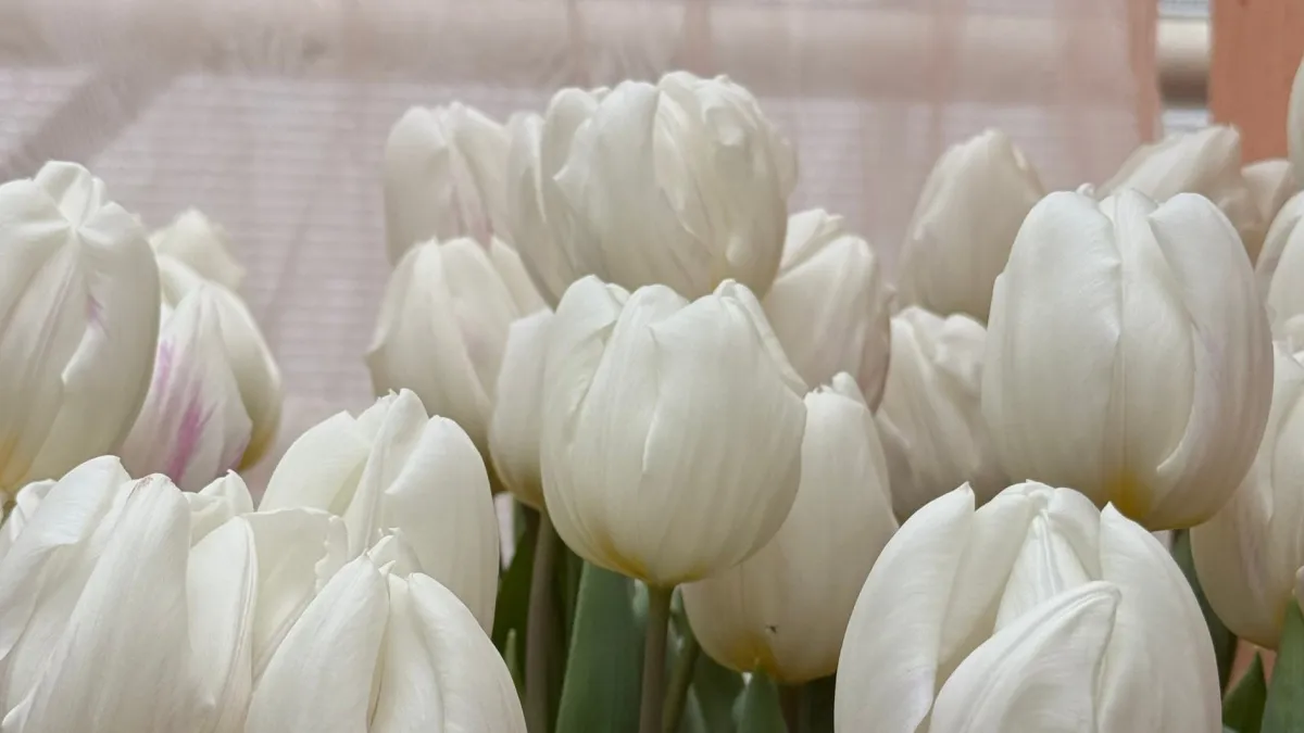 В Мордовии автоинспекторы поздравили женщин-водителей с Международным женским днем