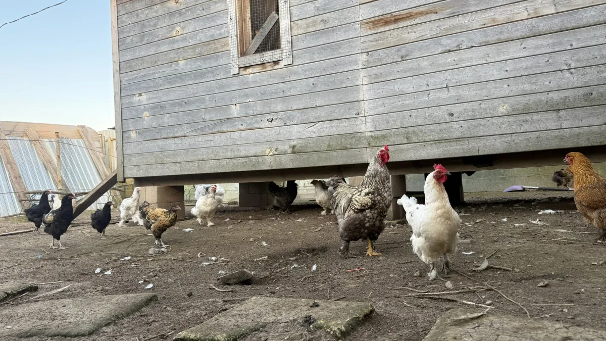 В хозяйствах Мордовии прививают домашнюю птицу от гриппа