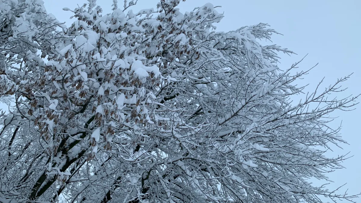 Лесам Мордовии устроят проверку здоровья