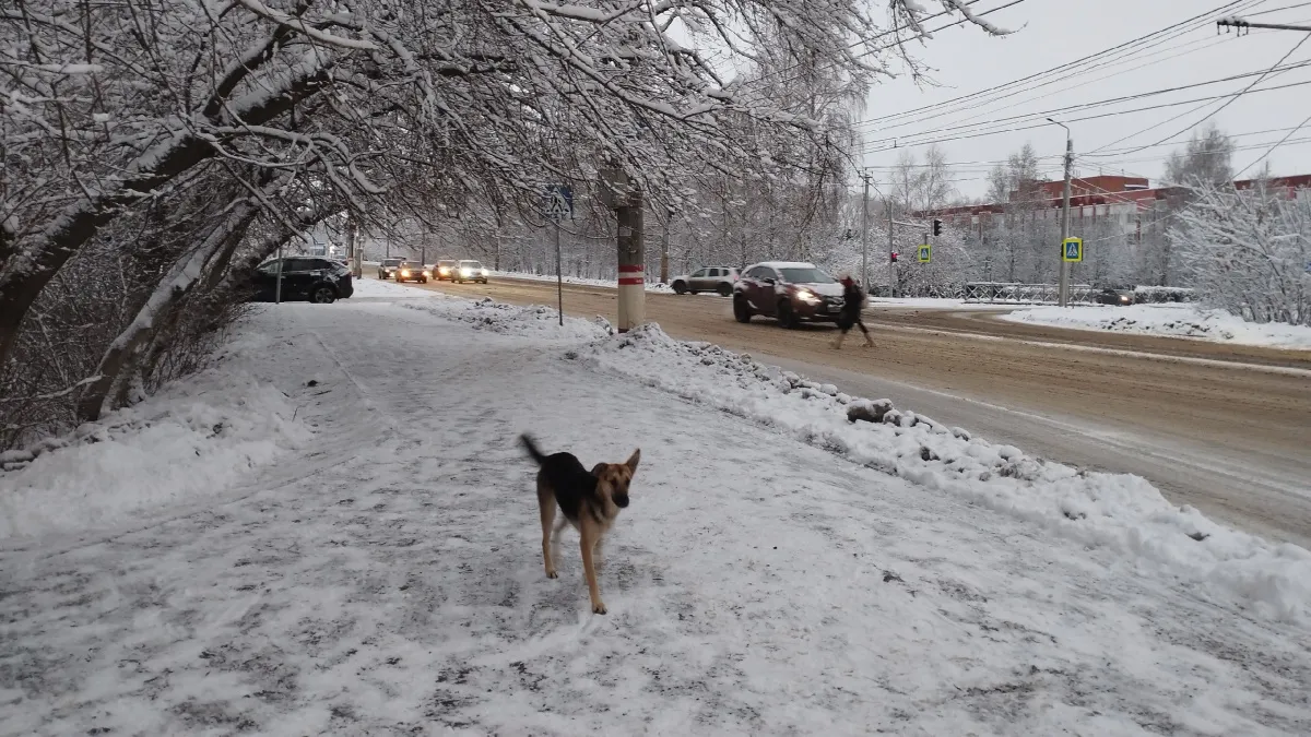 В Рузаевке на Старом базаре заметили брошенного голодного пса