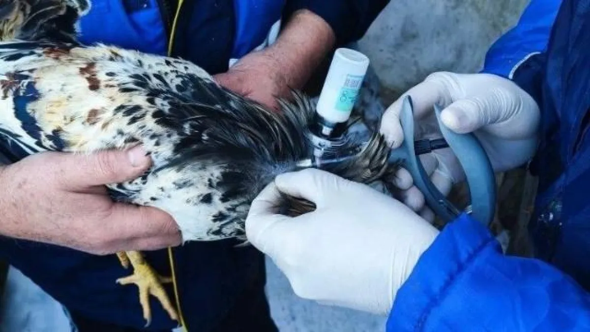 Птичий грипп под контролем: в Мордовии начинается вакцинация домашней птицы