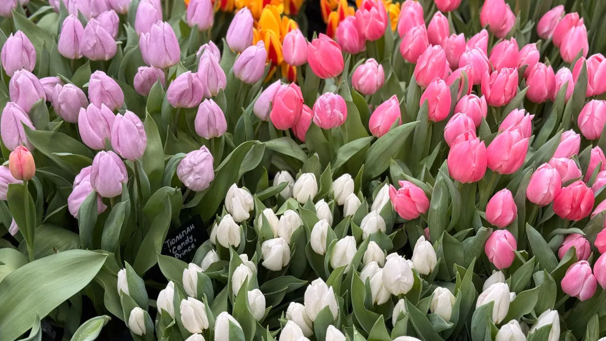 «Цветы сгнили за день»: жительница Саранска пожаловалась на цветочный магазин