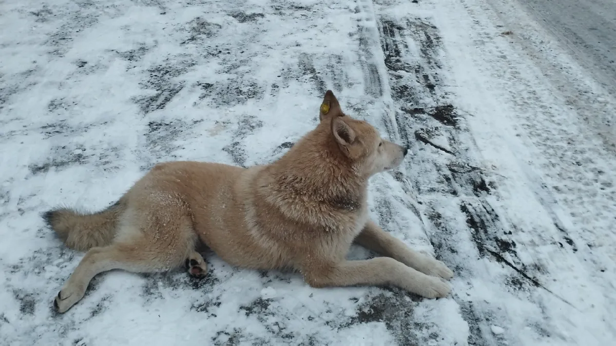 В Саранске стая собак преследовала ребенка возле школы