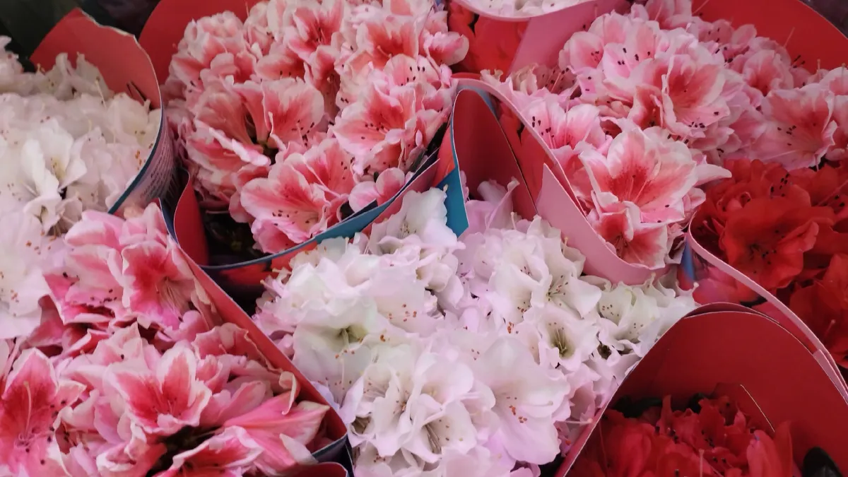 Букет за миллион рублей: жительницу Саранска обманули мошенники