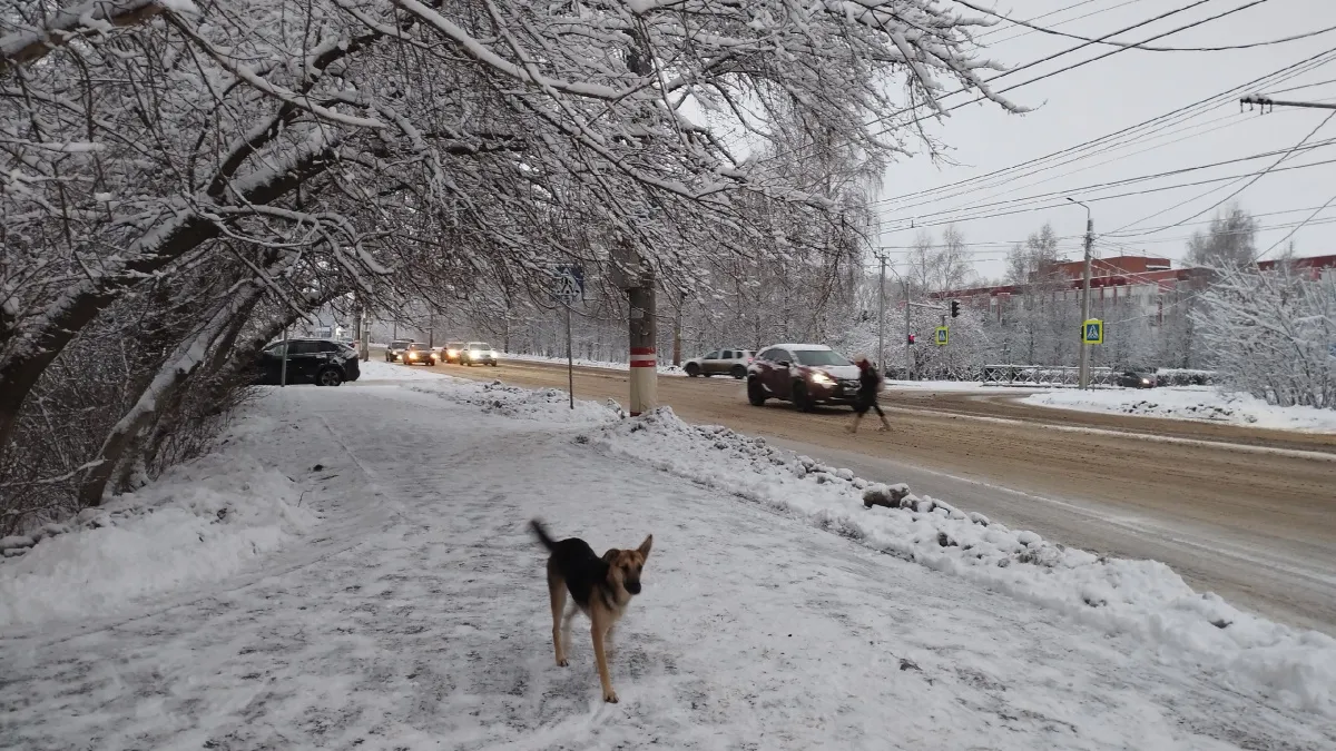 В Саранске собака попыталась ограбить мужчину и скрылась от него на троллейбусе