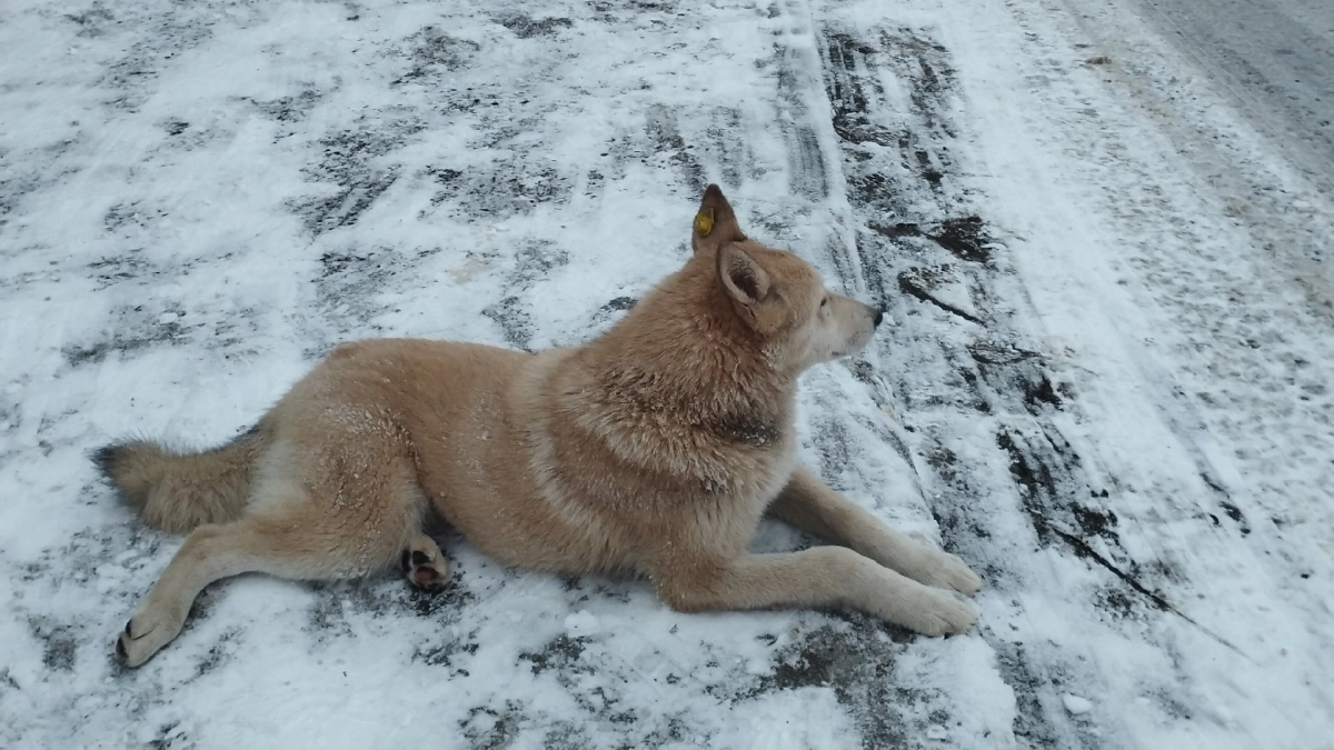 Чиновники Мордовии выплатят компенсацию ребенку, пострадавшему от укуса бездомной собаки