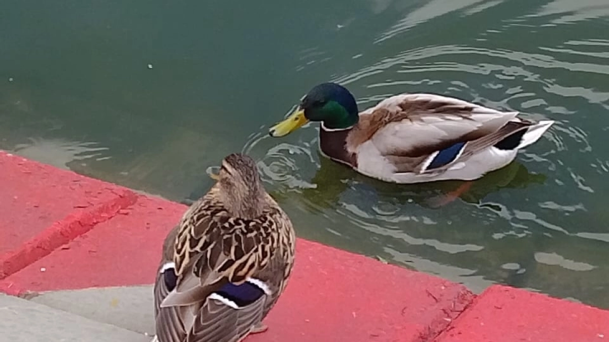 Охотников Мордовии призвали вакцинировать подсадных уток