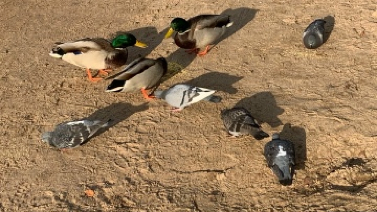 «Штук семь лежат»: жителей Саранска встревожила гибель птиц