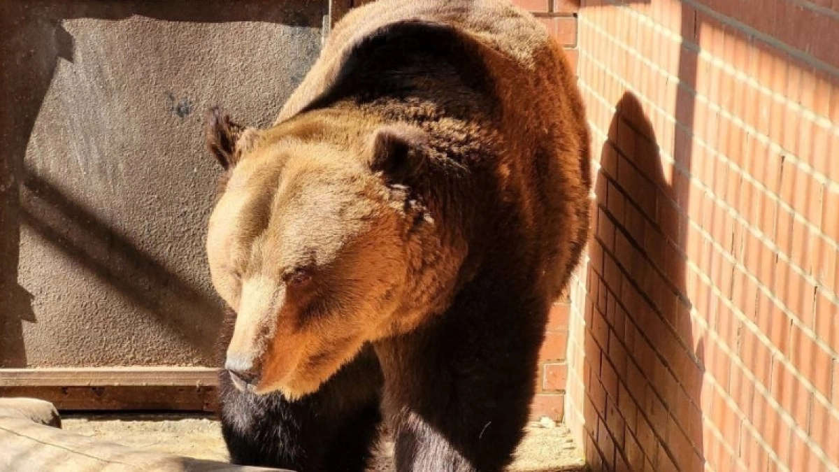 Бурый медведь Миша проснулся после зимней спячки в Саранском зоопарке