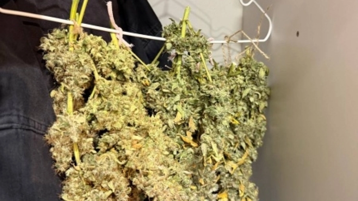 Житель Саранска выращивал марихуану у себя дома