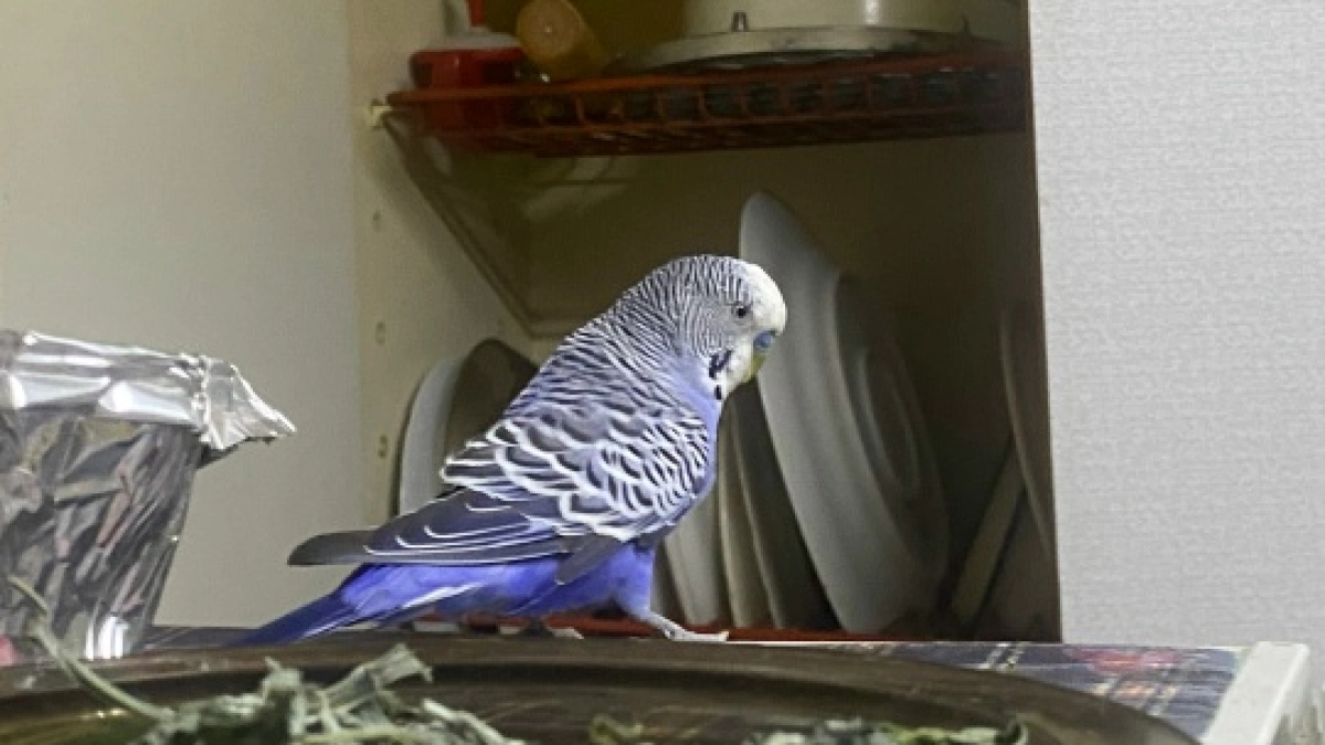 На улицах Саранска заметили попугая: хозяев срочно ищут