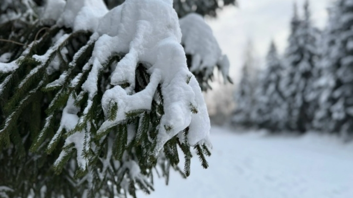 «Лисьи тропы вместо дороги»: в Саранске пожаловались на тропы в лесу