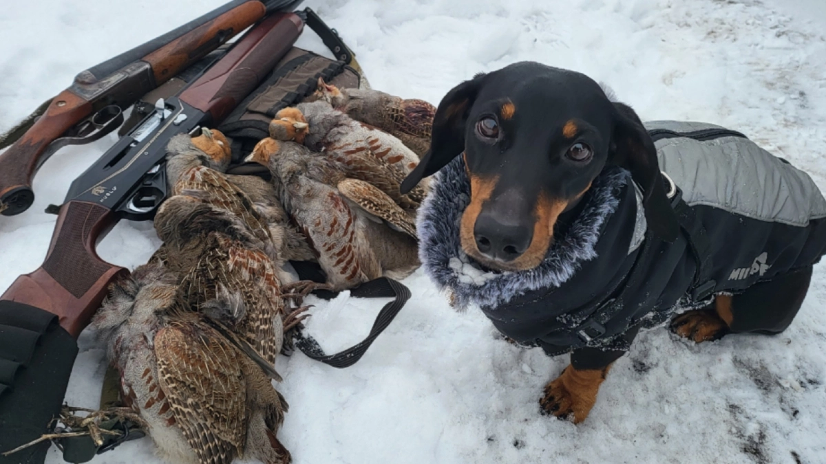 Легавые и гончие: в Мордовии прошла выставка охотничьих собак