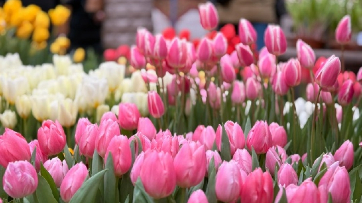 В Саранске букет за 13 тысяч обернулся запахом гнили и испорченным салоном машины