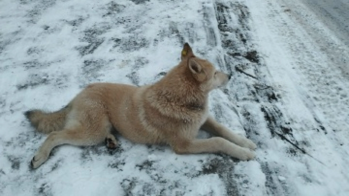 В Рузаевке школьники привязали собаку к чужой калитке и бросили