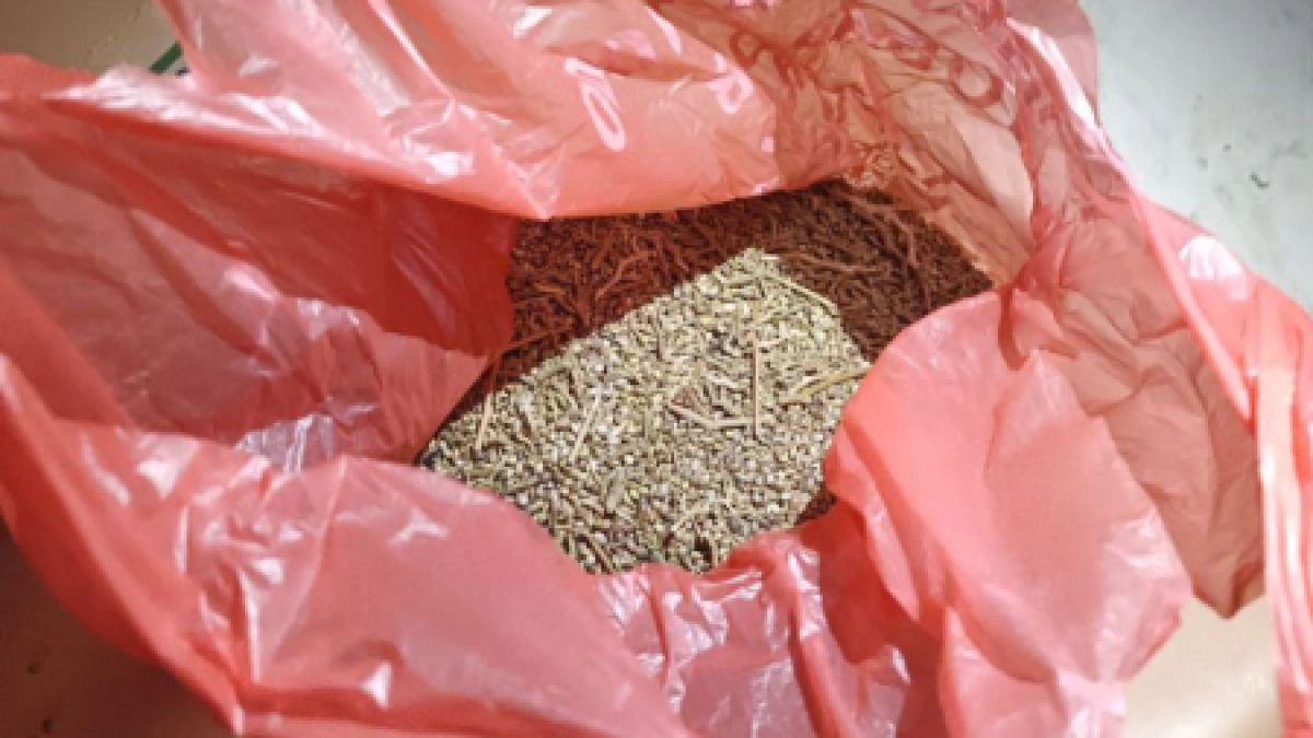 Нашел на заброшенном поле: в Саранске местный житель заключен под стражу за хранение марихуаны