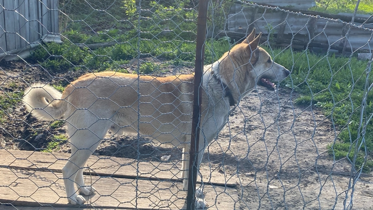 В Мордовии чиновники заплатят компенсацию ребенку за укус бродячей собаки