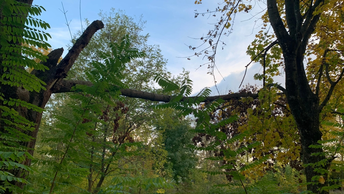 Жителей Мордовии предупредили о риске столкновения с животными на дорогах