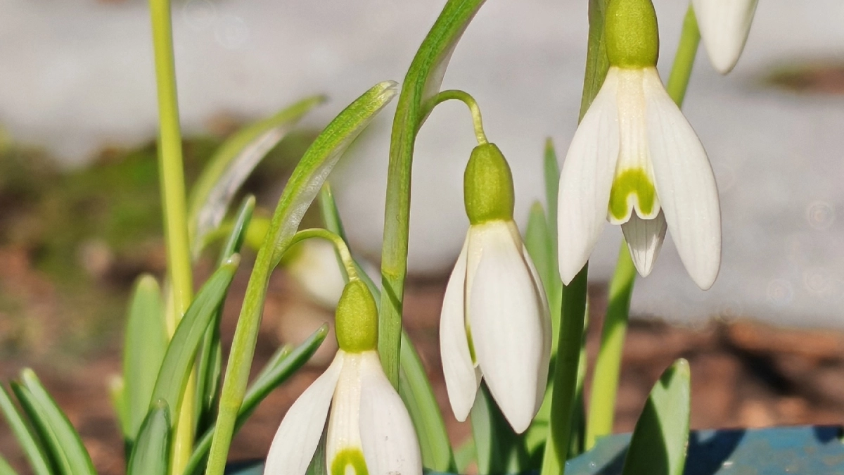 Весна пришла: в Саранске появились первые подснежники
