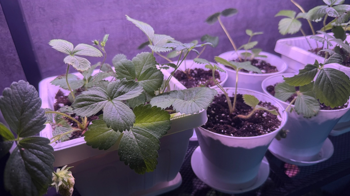 Только эти сорта клубники посажу в 2026 году: мой честный рейтинг ягод-работяг - плодоносят до октября по 5 кг с куста