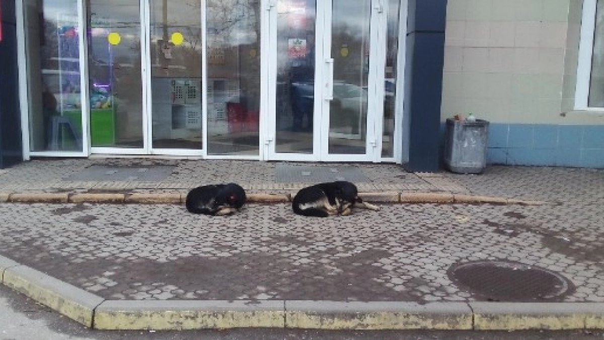 Укус бродячей собаки: чиновники Мордовии заплатят 50 тысяч рублей за моральный ущерб ребенку