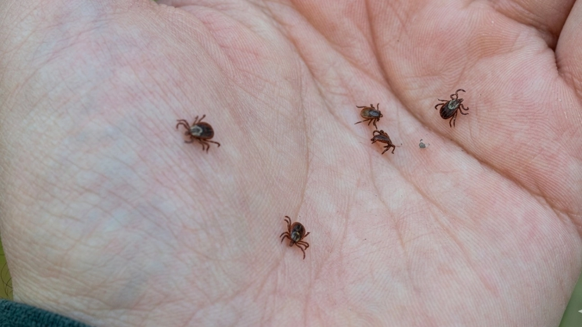 Весной 2 пшика на одежду для защиты от клещей: простой отвар из 2 стручков специи - надежная защита на весь день и безопасно для детей