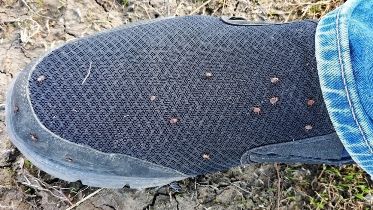 Клещи и близко не подползут: посадила на участке 1 растение - сбежали от запаха "сверкая пятками"